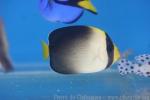 Vermiculated angelfish
