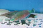 Bower's parrotfish