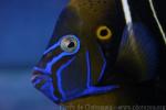 Goldtail angelfish