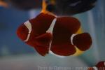 Spinecheek anemonefish