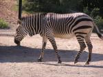 Hartmann's mountain zebra