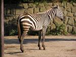 Sudan zebra