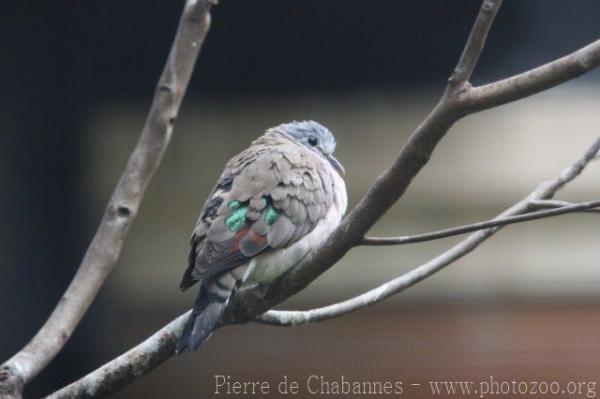 Emerald-spotted wood-dove *