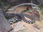 Madagascar giant hognose snake