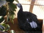 Blue-throated piping-guan *