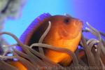 Saddle anemonefish