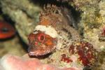 Madeira rockfish