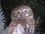 Eurasian pygmy-owl