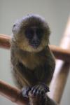 Owl-faced monkey