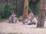Beisa oryx *