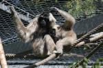 Pileated gibbon