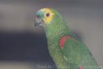 Blue-fronted amazon *