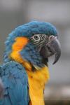 Blue-throated macaw *