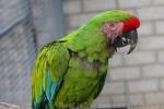 Military macaw *
