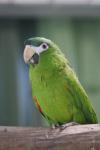 Red-shouldered macaw *