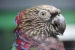 Hawk-headed parrot *