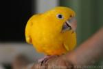 Golden parakeet *