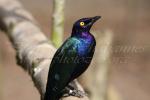 Purple glossy starling *