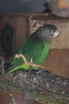 Brown-headed parrot *