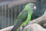 Red-fronted parrot *