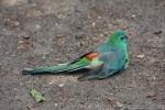 Red-rumped parrot *