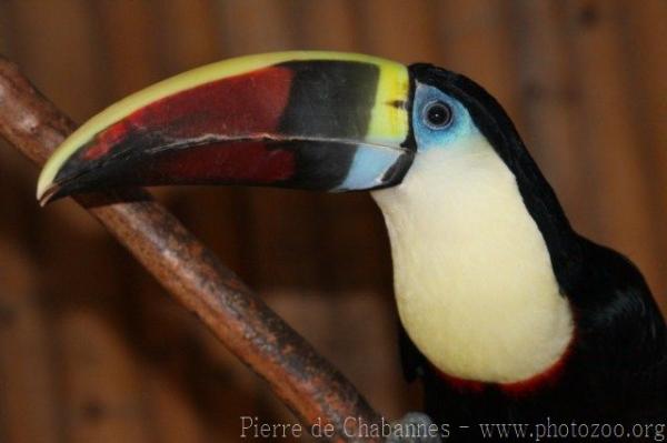 Red-billed toucan *