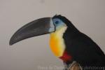 Channel-billed toucan *