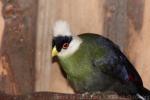 White-crested turaco *