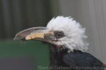 Long-tailed hornbill *