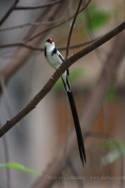 Pin-tailed whydah *