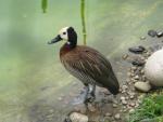 White-faced whistling-duck