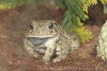 Southern woodhouse's toad