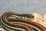 Texas garter snake