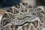Cascabel rattlesnake
