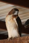 Red-tailed hawk