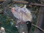 Silvery marmoset *
