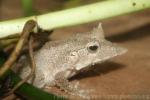 Solomon Island leaf frog