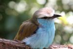 Racket-tailed roller