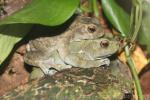 Hose's climbing toad