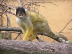 Bolivian squirrel-monkey