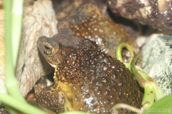 Puerto Rican crested toad
