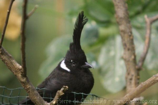 Crested jay *