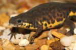 Black-spotted newt