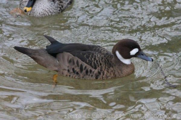 Spectacled duck