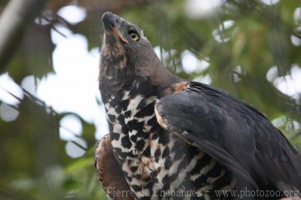 African crowned eagle