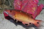 Pacific diana hogfish