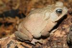 South American common toad