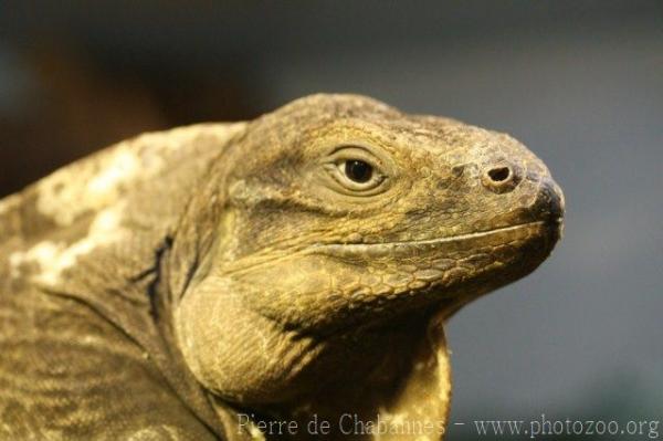 Anegada ground iguana
