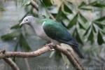 White-eyed imperial-pigeon