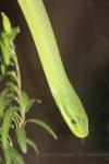 Chinese green snake